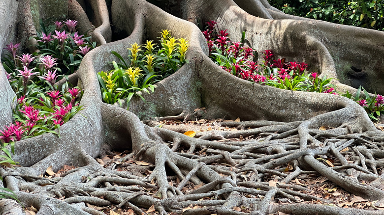Huge tree roots with flowers growing in the gaps