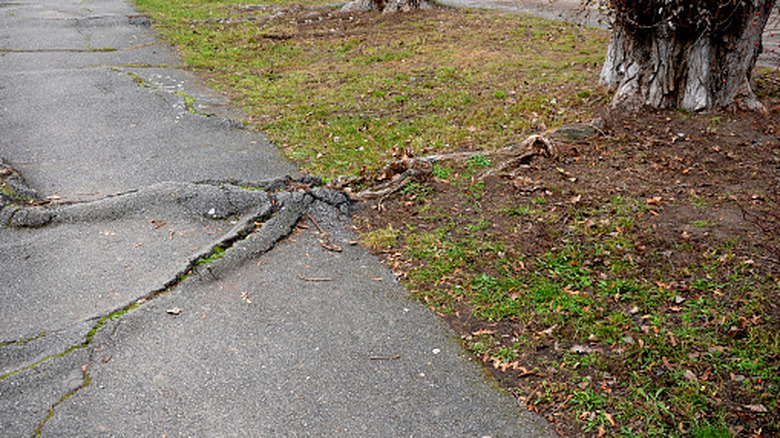 Tree root damaging sidewalk