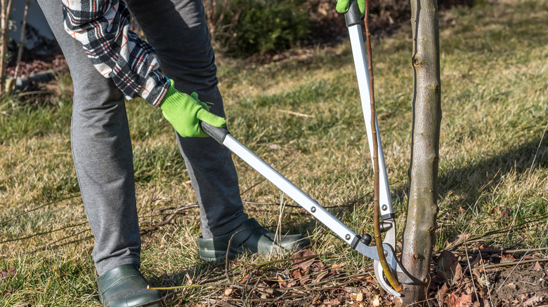 Person pruning off a sucker on a tree