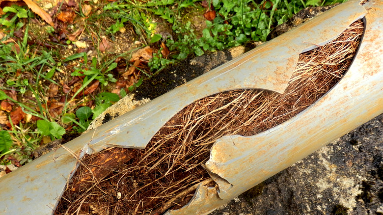 Cracked drainage pipe filled with tree roots