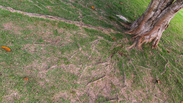 Patchy grass around tree roots