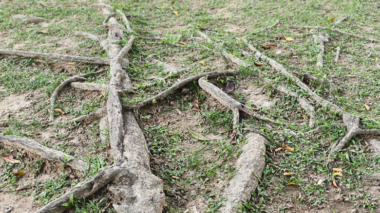 Tree roots growing through the grass