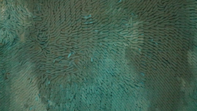 Close-up of a stained blue-green bathmat