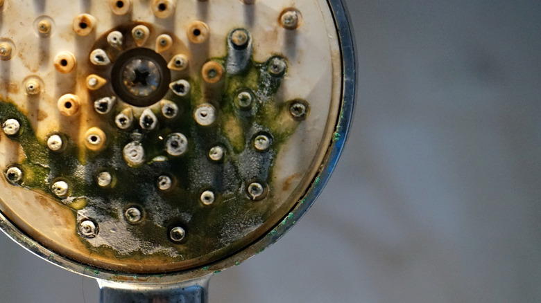 Close-up of a corroded showerhead