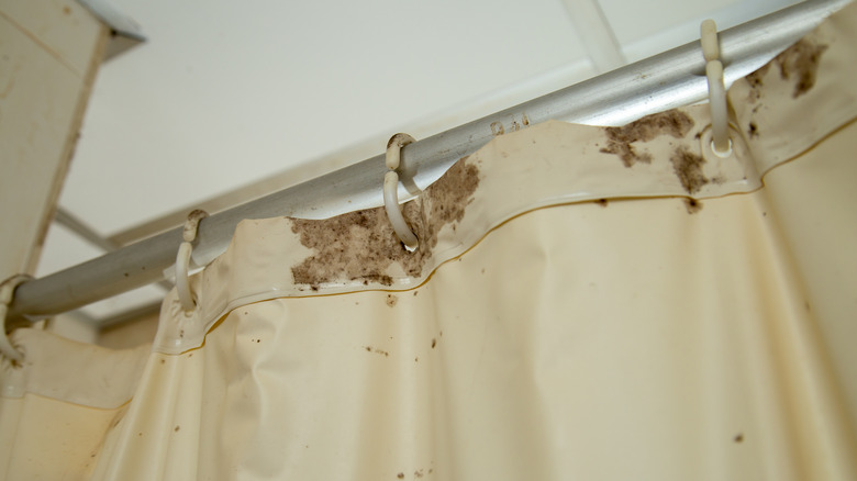 Plastic shower curtain with mold along the top