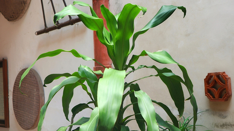 A tall corn plant is in front if a textured beige wall
