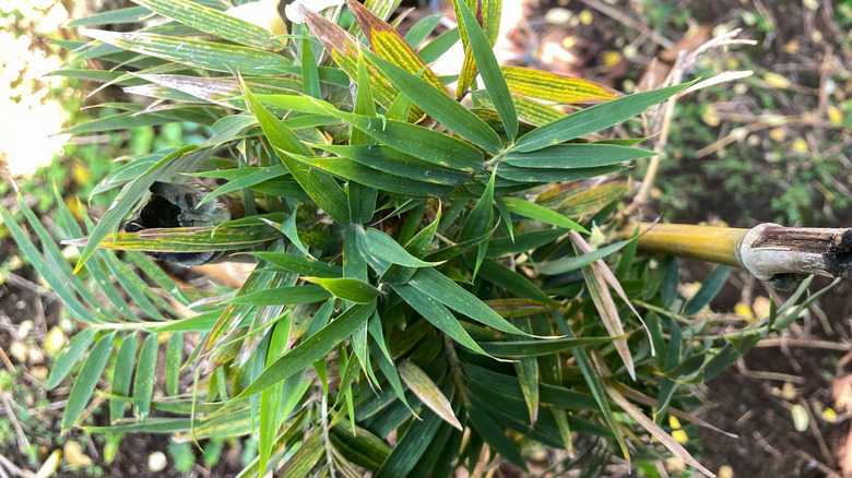 A closeup photo of arrow bamboo