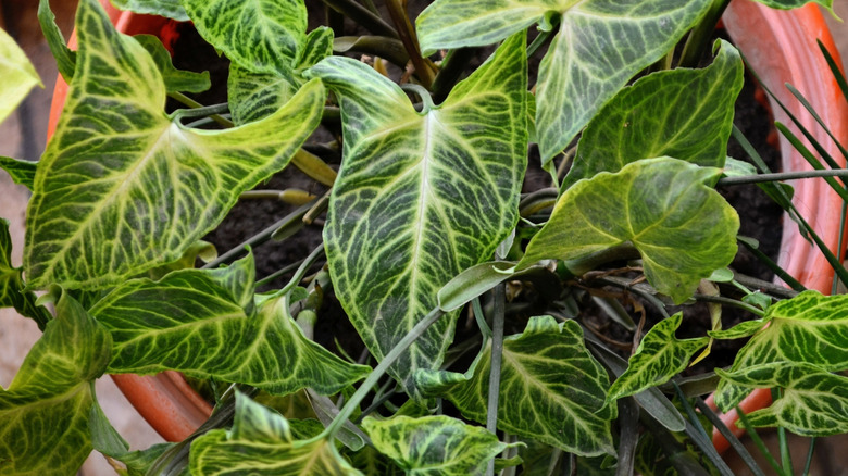 A closeup photo of a potted arrowhead vine