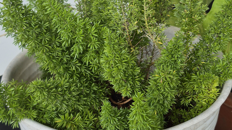 A closeup photo of an asparagus fern