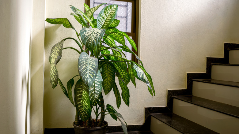 A large dumb cane plant grows in a home near stairs
