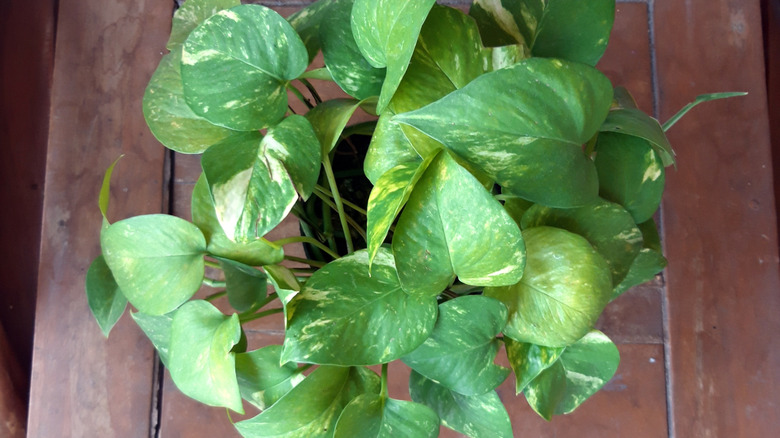 A golden pothos sits in a pot on a wooden table