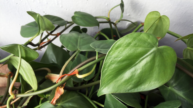 A closeup photo of a heartleaf philodendron