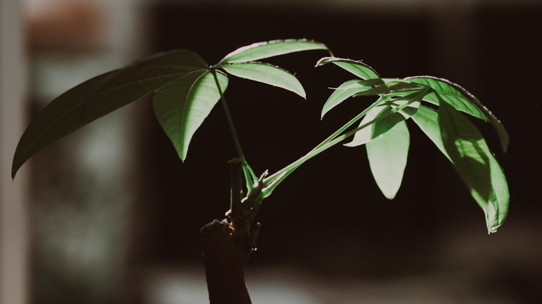 A closeup photo of a money tree with a dark blurred background