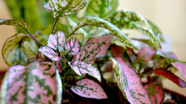 A closeup photo of a polka dot plant