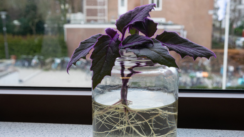 Roots of a purple passion plant propagate in a jar filled with water