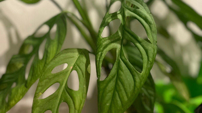 A closeup photo of a swiss cheese plant