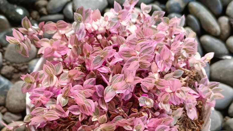 A colorful potted turtle vine is placed atop gray river rocks