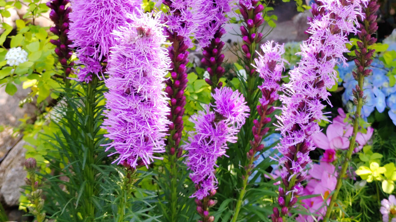 Stalks of bright purple blazing star in a flower bed
