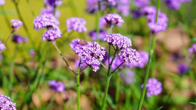 Light purple Brazilian verbena with greenery in the background