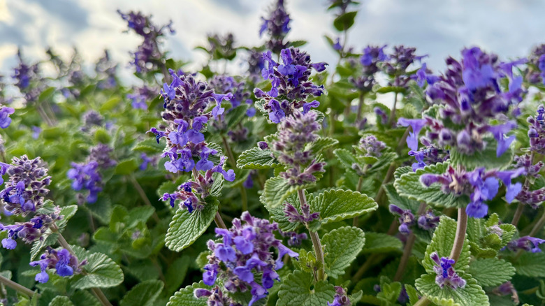 Purple Nepeta growing in field