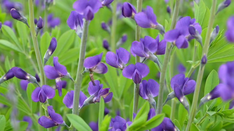 Deep purple false indigo flowers in green bushes