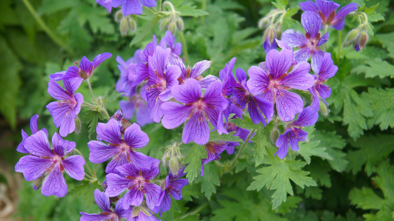 Purple hardy geranium flowers