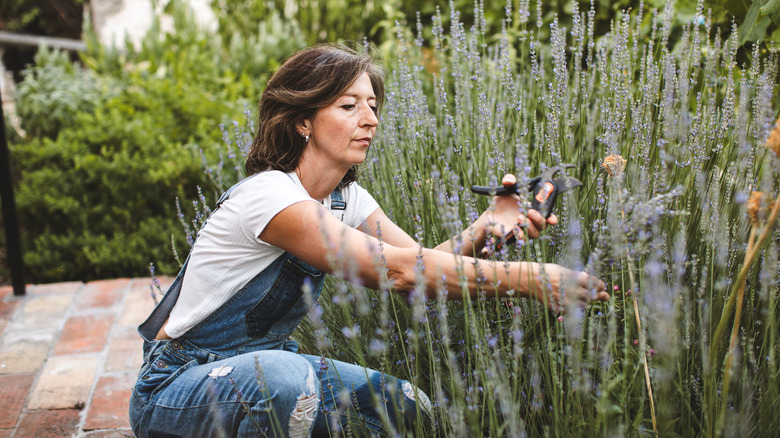 person pruning lavender wearing a white short and blue jean coveralls