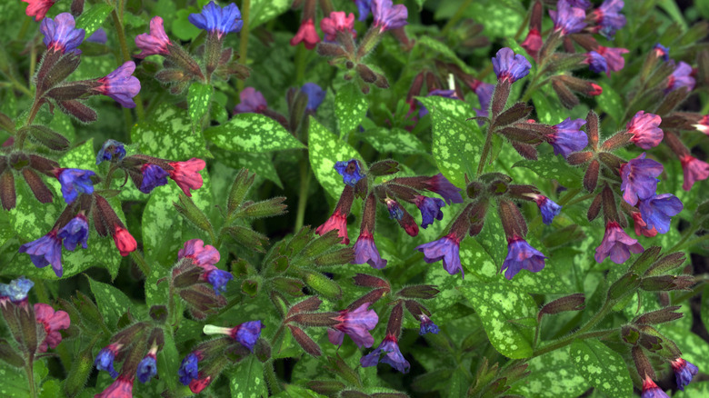 lungwort flowering plant with pink, blue, and violet flowers