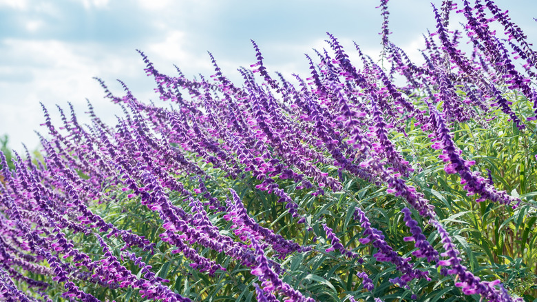 Purple Mexican bush sage in a field with a blue sky