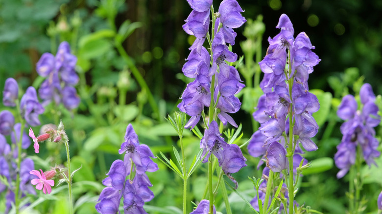 Purple monkshood with a blurry background