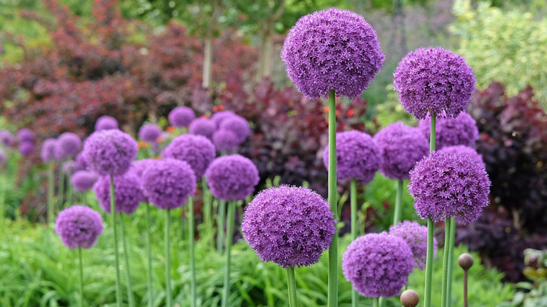 Spherical, purple ornamental onion in a garden with other plants in the background