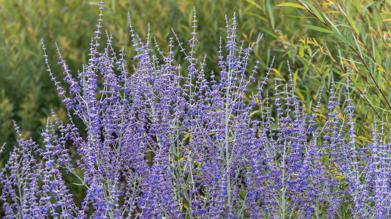 Light purple Russian sage in a green field