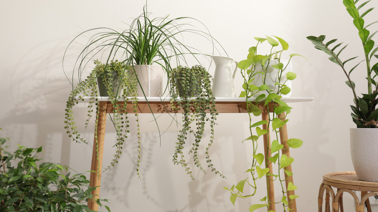 12 Beautiful Trailing "String Of" Plants To Decorate Your Home