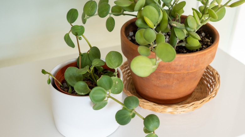 a Stings of coins growing in a terracota pot