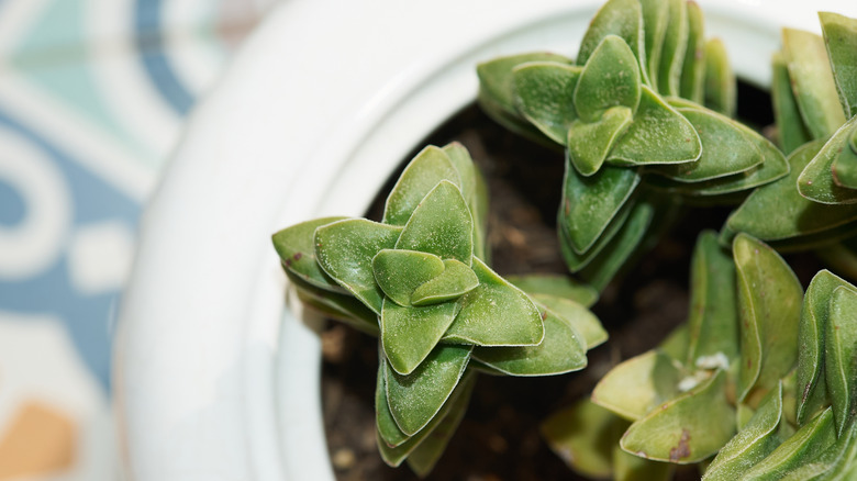 String of buttons growing inside a white teapot