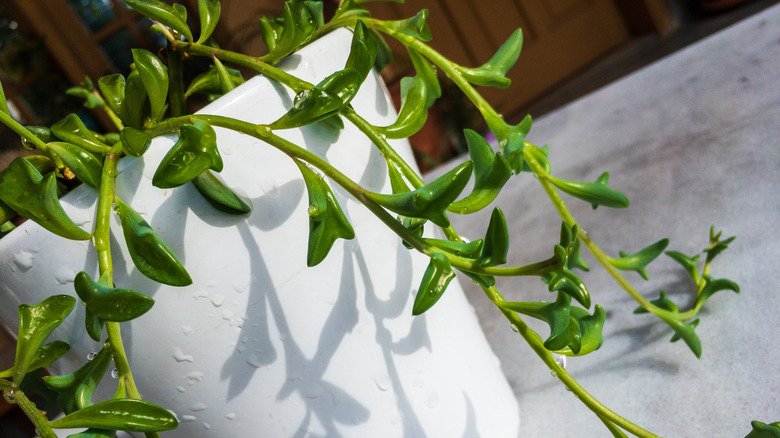 string of dolphin plant growing in a white pot