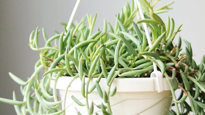 a String of fishhooks succulent