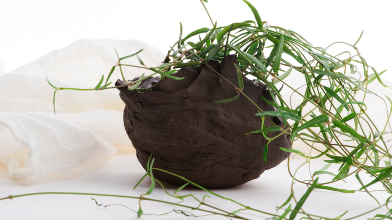 string of needles plant against a white background