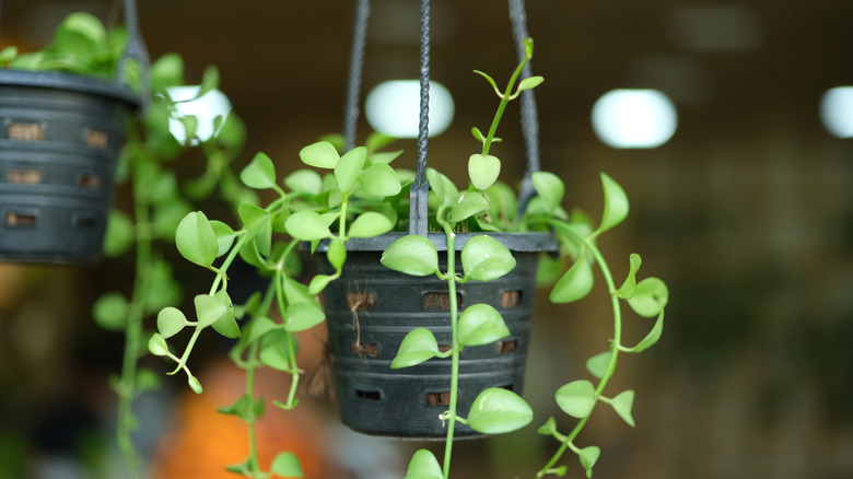 a string of nickels growing in a hanging basket indoors