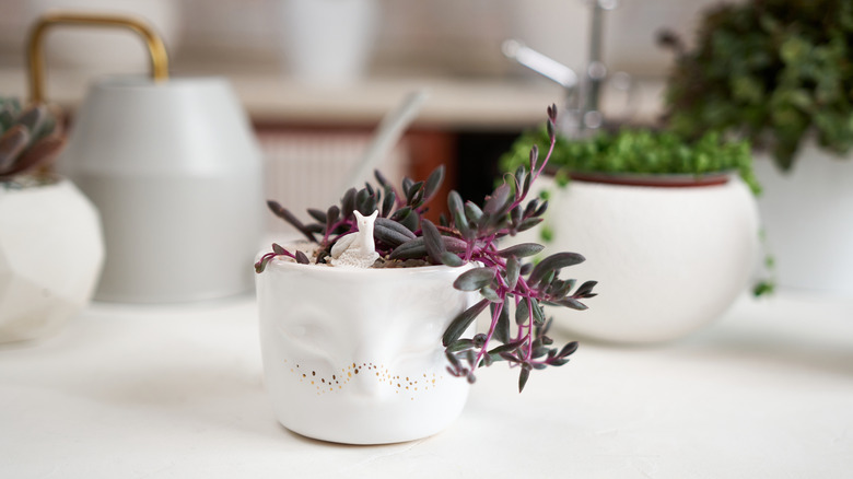 a string of rubies plant in a white pot