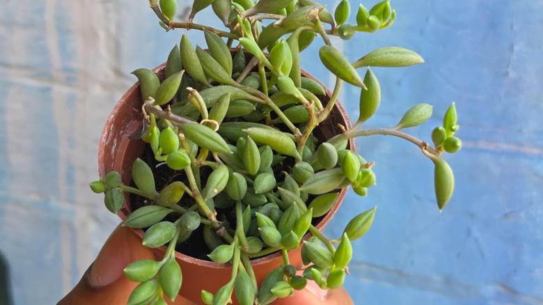 A man holding a small pot of String of tears