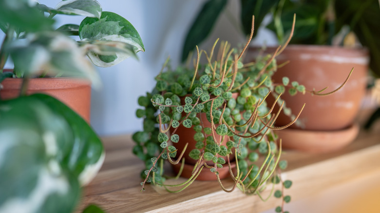 Closeup of string of turtles houseplant in ceramic flower pot on wooden shelf at home
