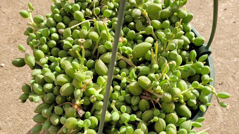 A string of watermelons plant