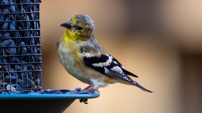 Finch on bird feeder with black sunflower seeds