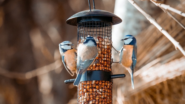 Three birds eating cracked corn from feeder