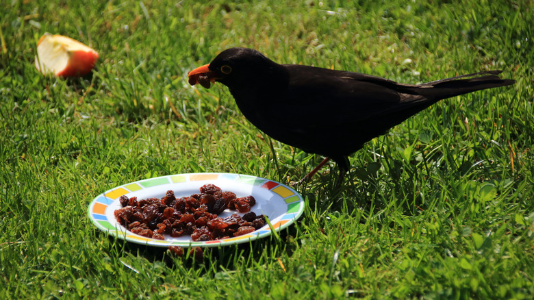 Black bird eating raisins from a plate on the grass