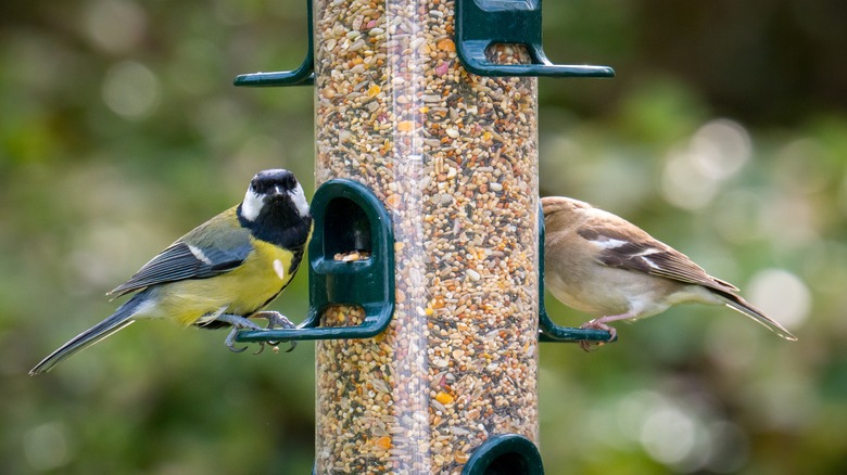 Birds perched on cylindrical bird feeder with mixed bird seed