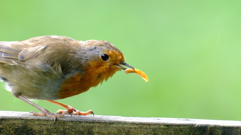 Robin eating mealworm