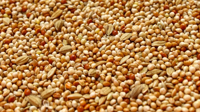 Close up of millet seeds