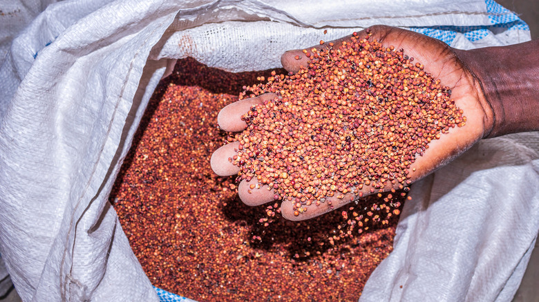 Handfull of sorghum